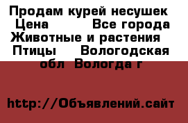 Продам курей несушек › Цена ­ 350 - Все города Животные и растения » Птицы   . Вологодская обл.,Вологда г.